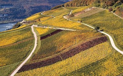 Infoveranstaltung MBA „Management in der Weinwirtschaft“